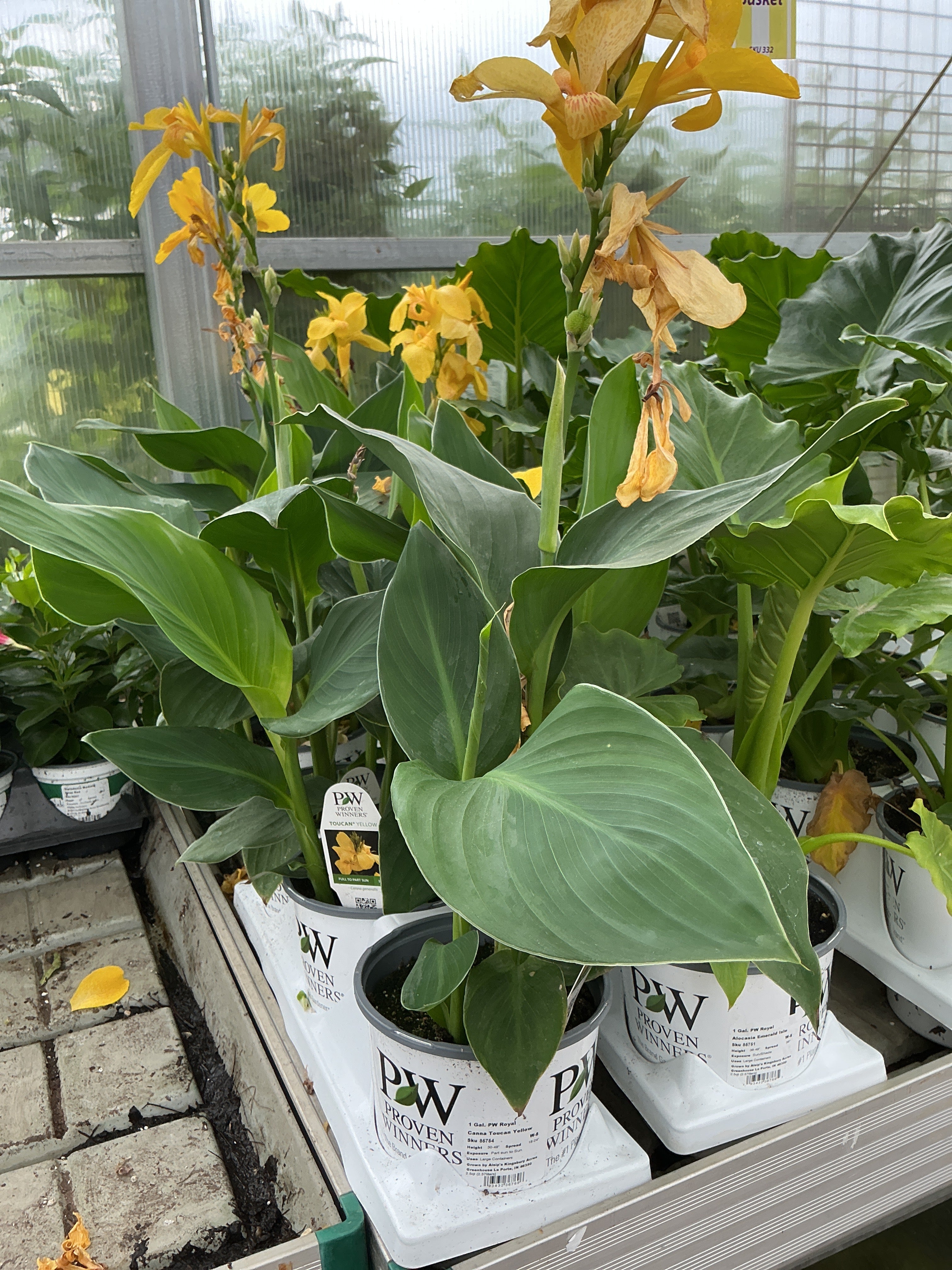 Canna Toucan Yellow - 1 Gallon Proven Winners Annual