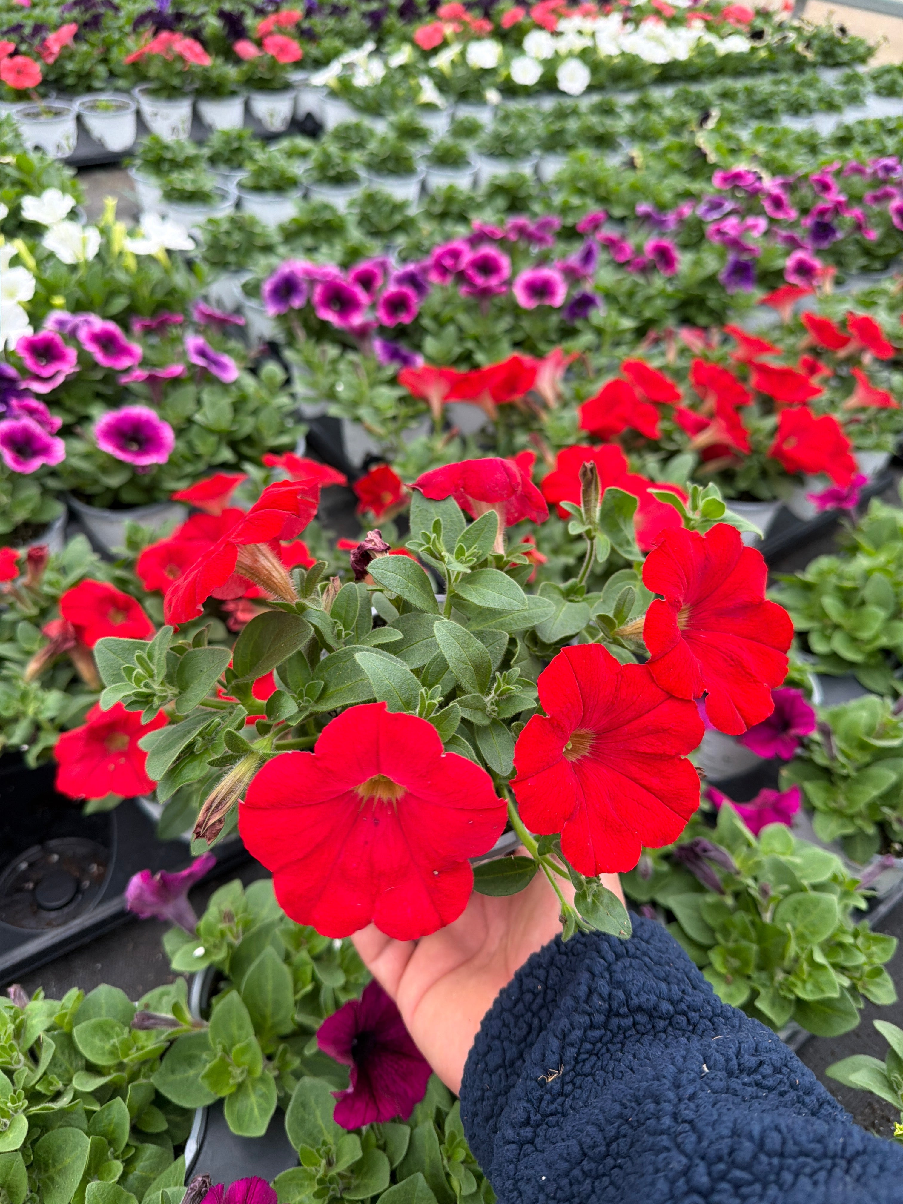 Petunia Starlet Red - 4.33" Premium Annual