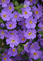 Bacopa Versa Blue - 4.33" Premium Annual