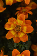 Bidens Bee Happy Orange - 4.33" Premium Annual