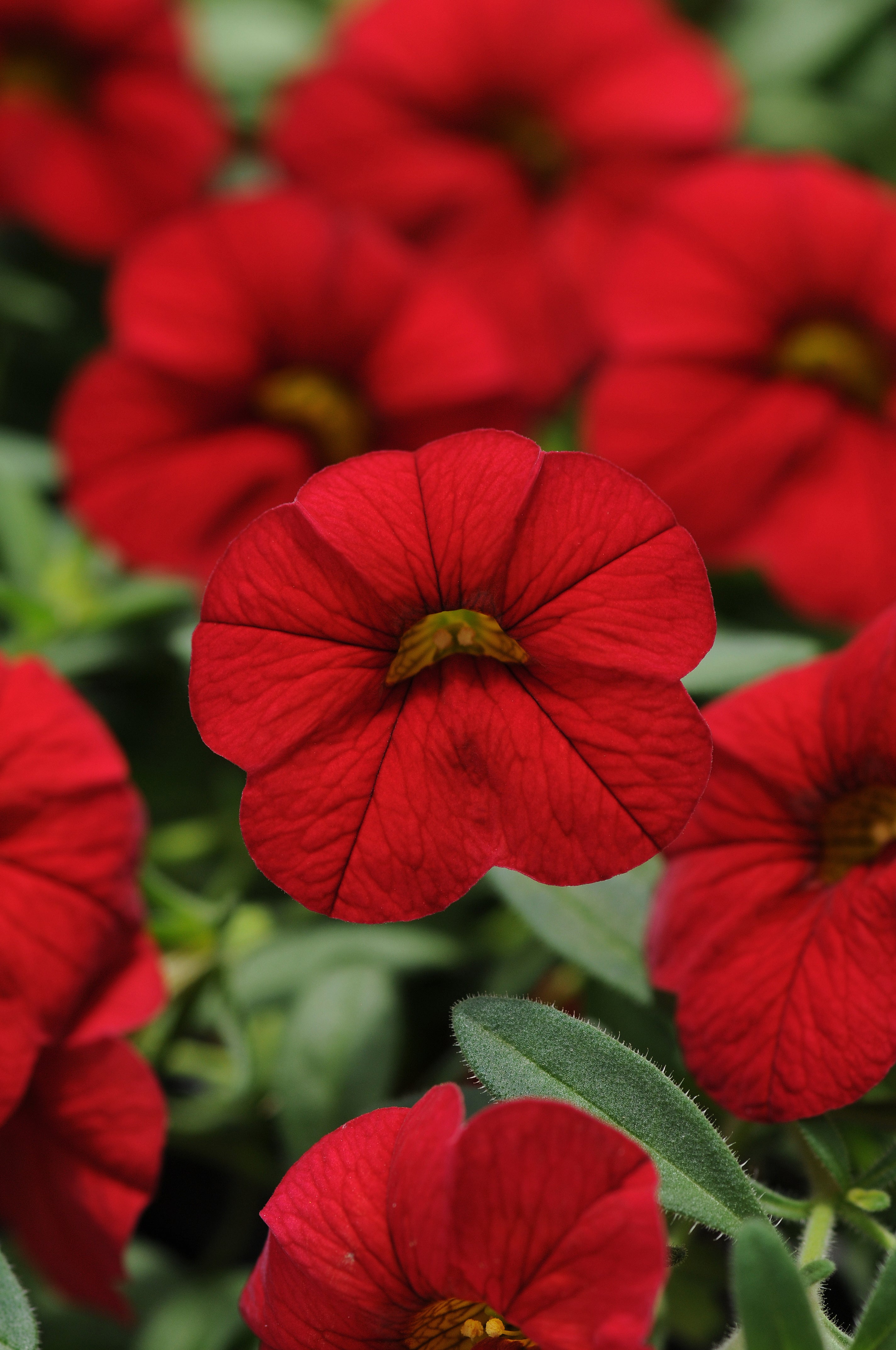 Calibrachoa Cabaret Red Bright - 4.33" Premium Annual