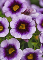 Calibrachoa Cabaret Lavender Kiss - 4.33" Premium Annual