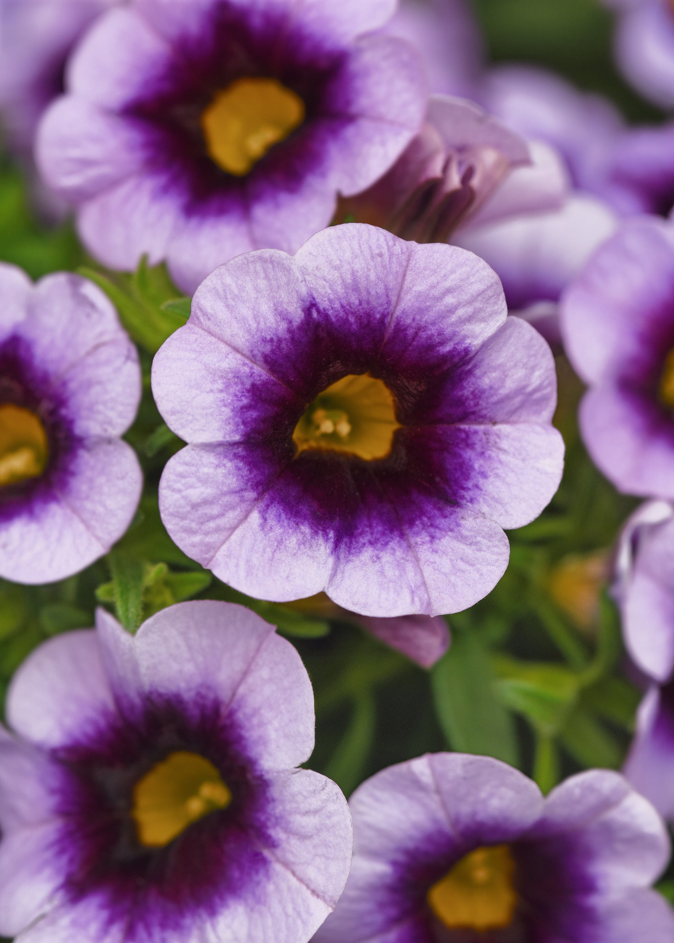 Calibrachoa Cabaret Lavender Kiss - 4.33" Premium Annual