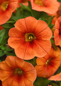 Calibrachoa Cabaret Orange Bright - 4.33" Premium Annual