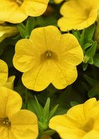 Calibrachoa Cabaret Yellow - 4.33" Premium Annual