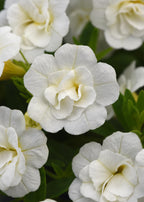 Calibrachoa MiniFamous Neo Double White - 4.33" Premium Annual