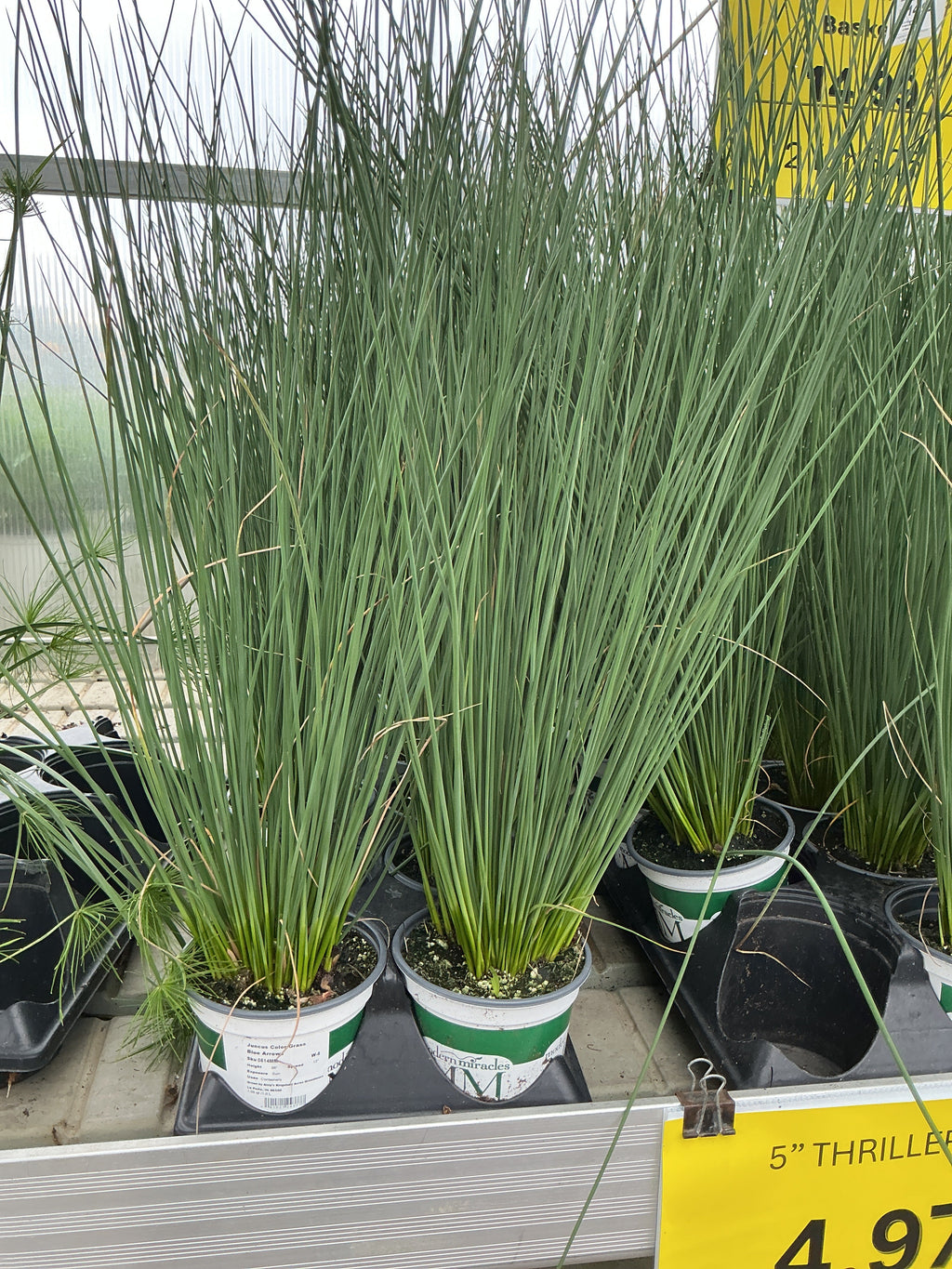 Juncus ColorGrass Blue Arrows - 5" Premium Thriller Annual