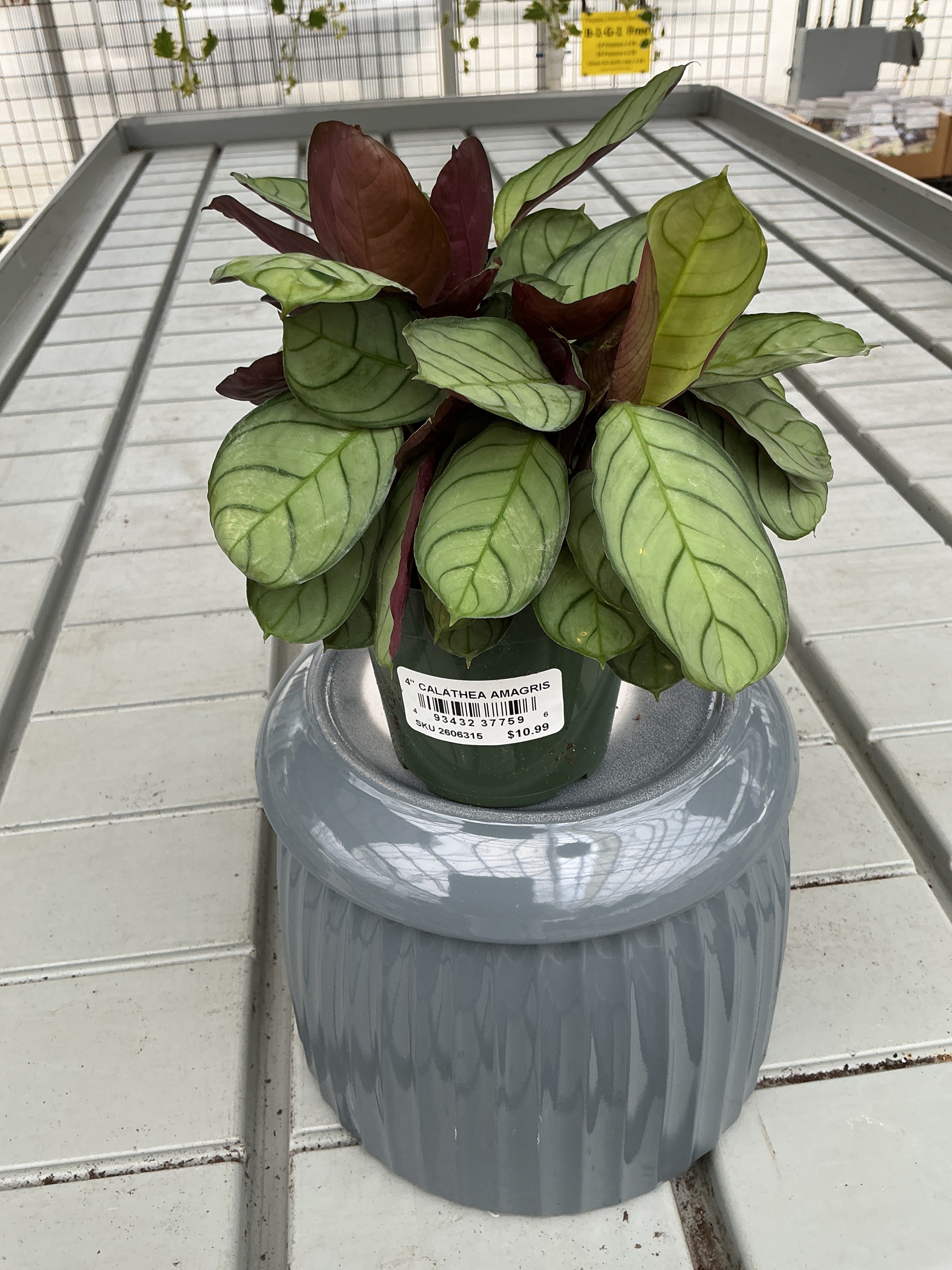 CALATHEA AMAGRIS