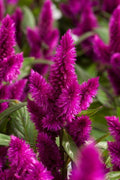 Celosia Intenz Dark Purple - 4.33" Premium Annual