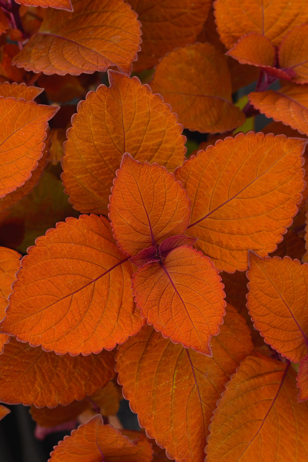 Coleus Campfire - 4.33" Premium Annual