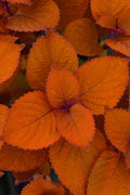Coleus Campfire - 4.33" Premium Annual