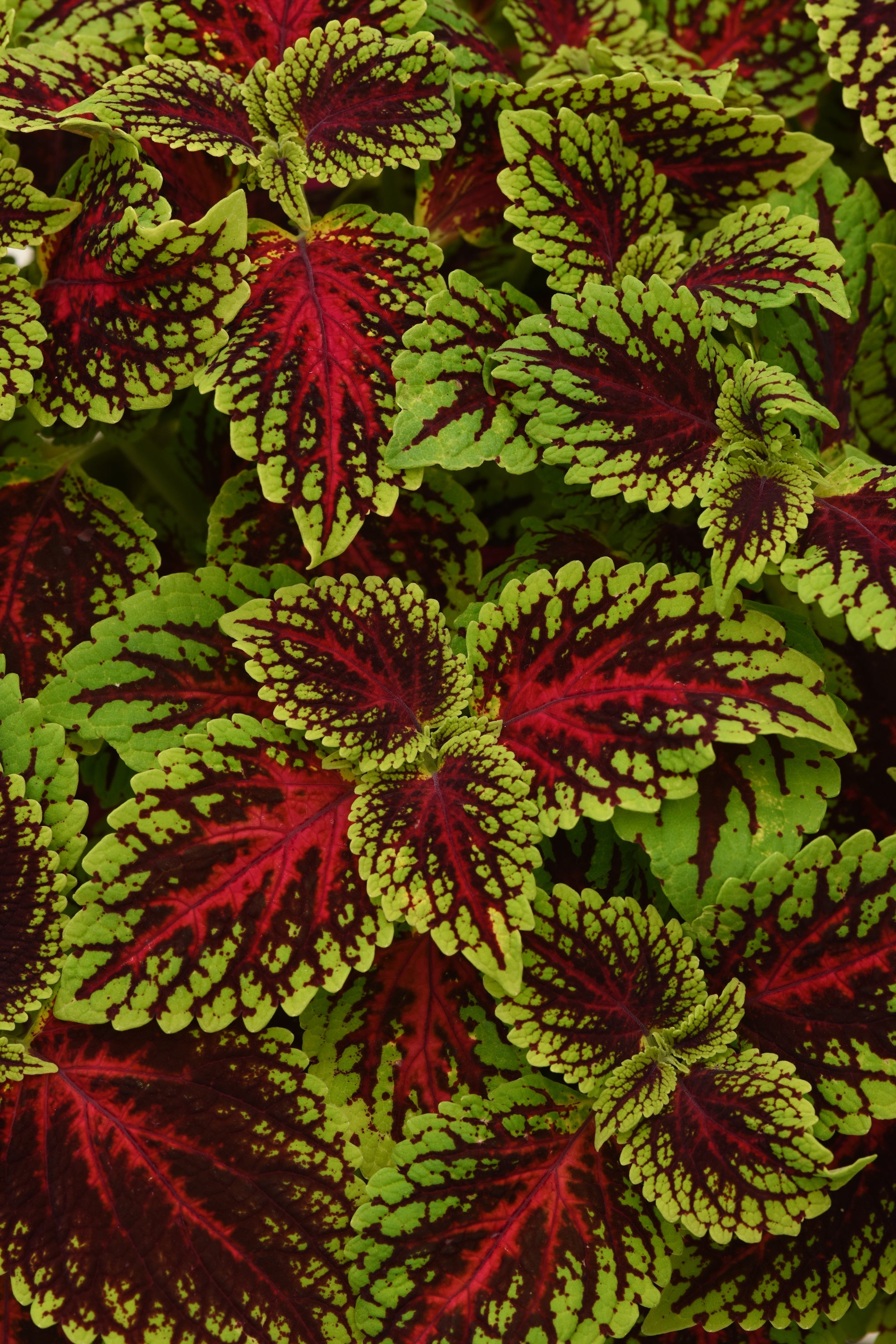 Coleus Dragon Heart - 4.33" Premium Annual
