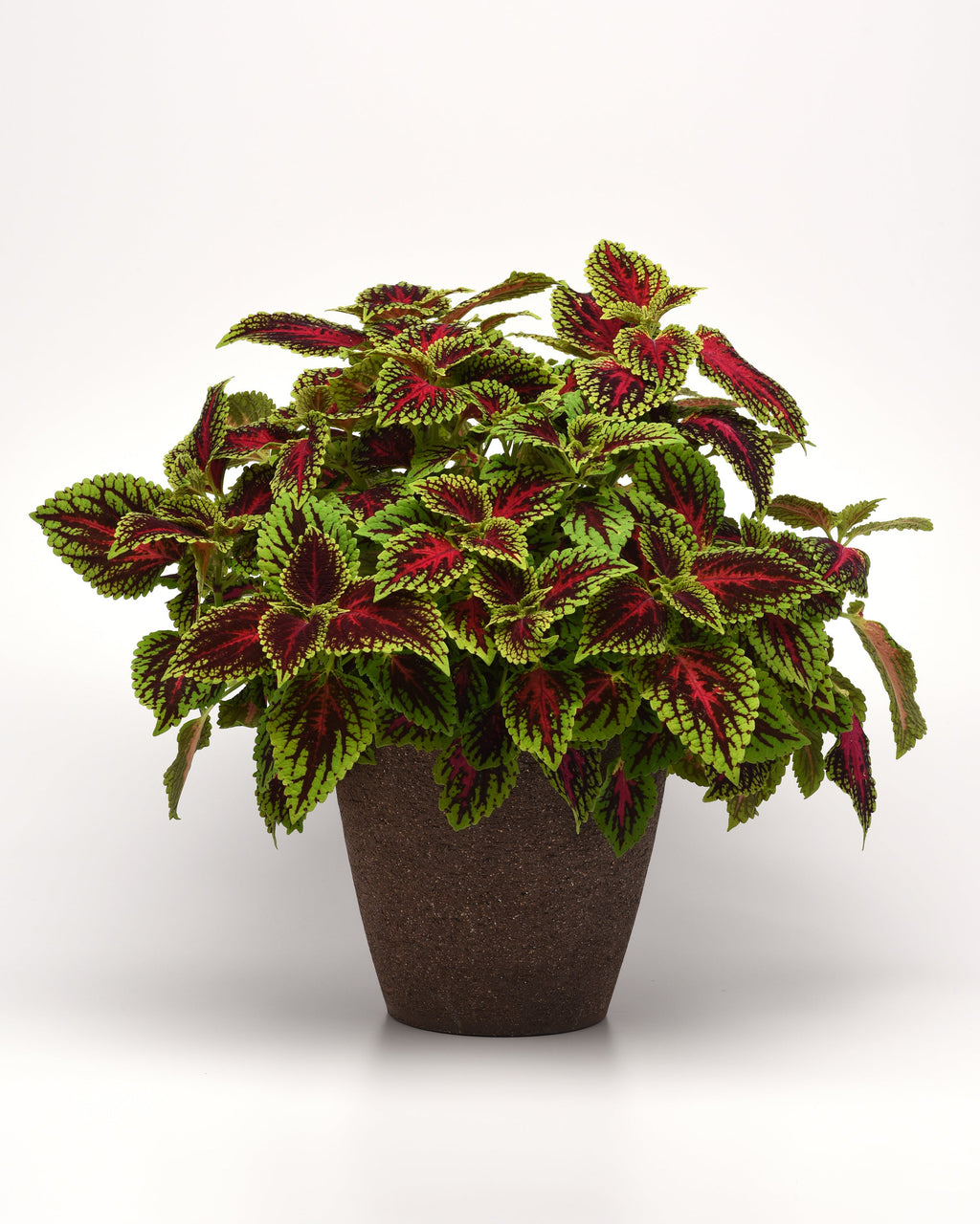 Coleus Dragon Heart - 4.33" Premium Annual