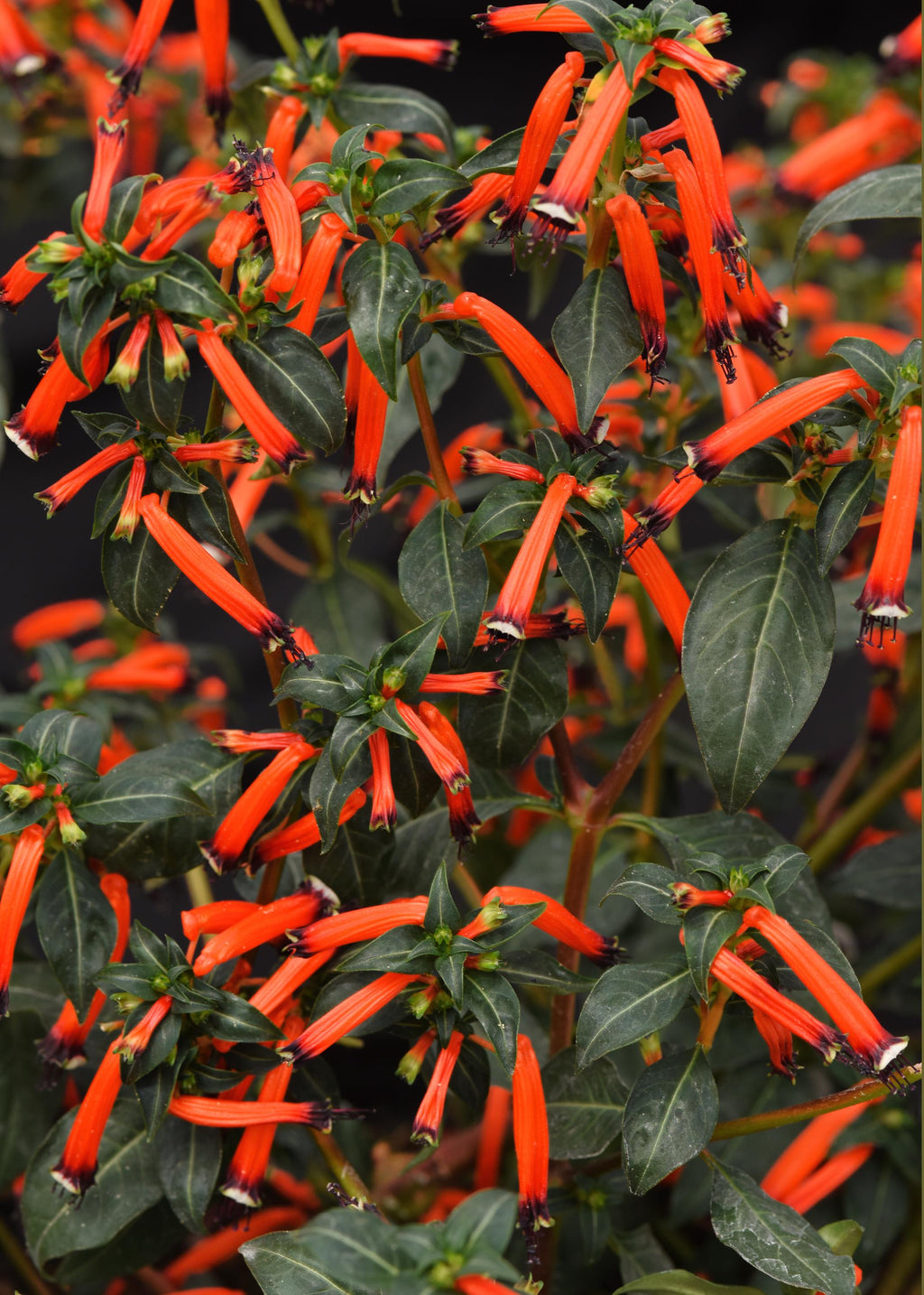 Cuphea Cherry Bells - 4.33" Premium Annual