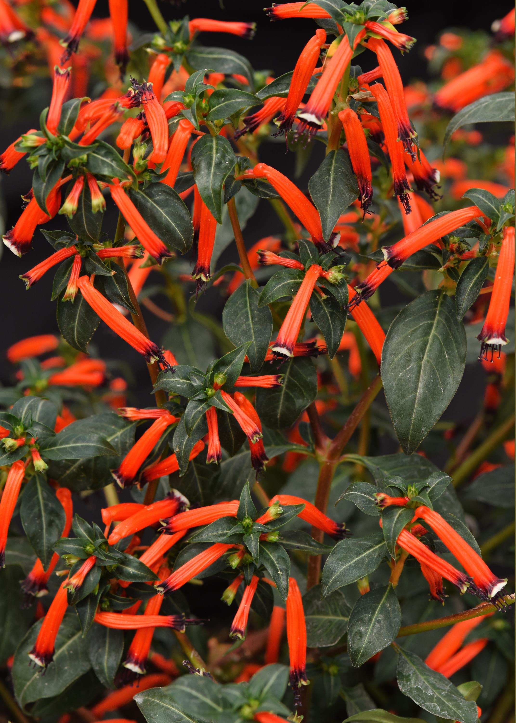 Cuphea Cherry Bells - 4.33" Premium Annual