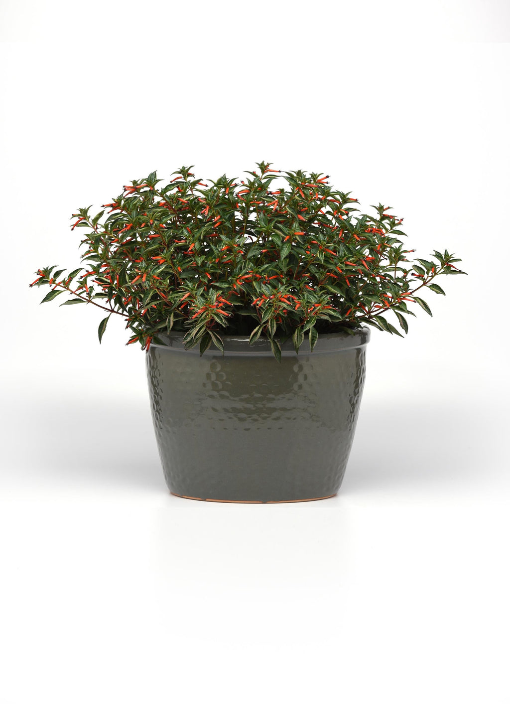 Cuphea Cherry Bells - 4.33" Premium Annual