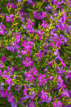Cuphea Enchantia Purple - 4.33" Premium Annual