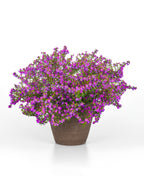 Cuphea Enchantia Purple - 4.33" Premium Annual