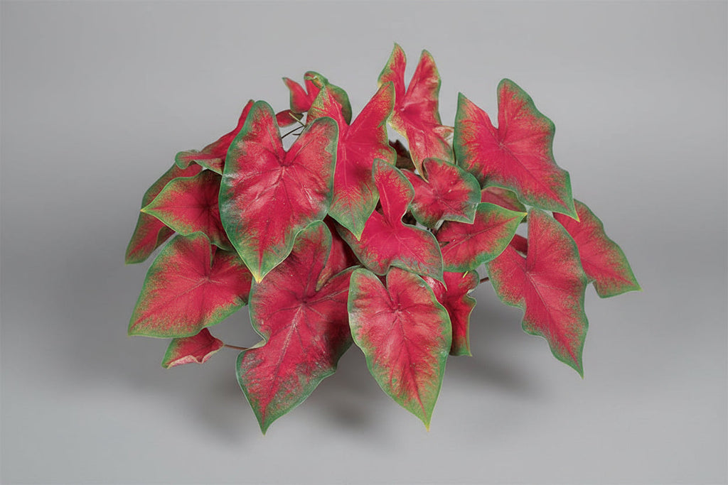 Caladium Red - 6.3" Premium Annual