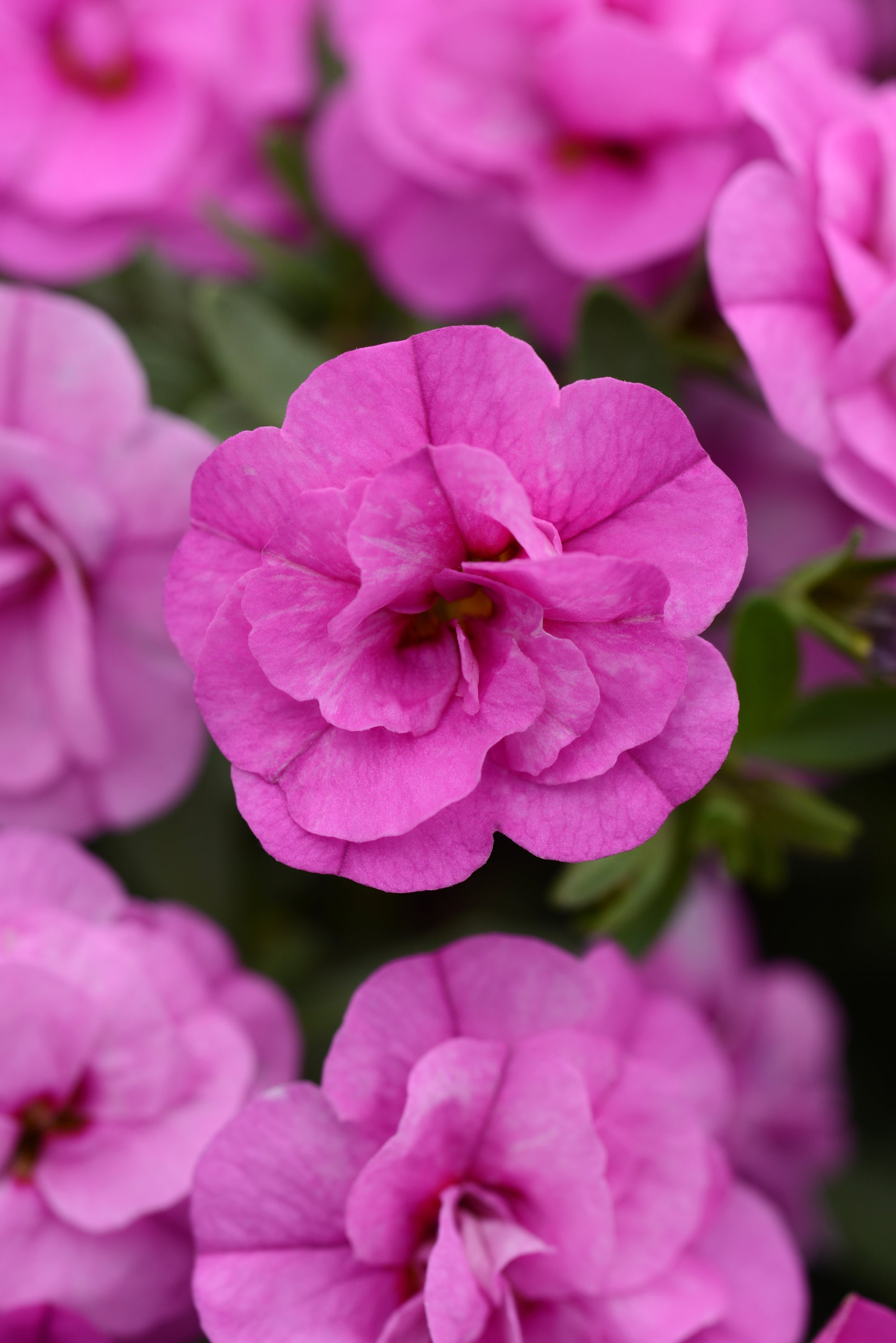 Calibrachoa MiniFamous Neo Double Pink - 4.33