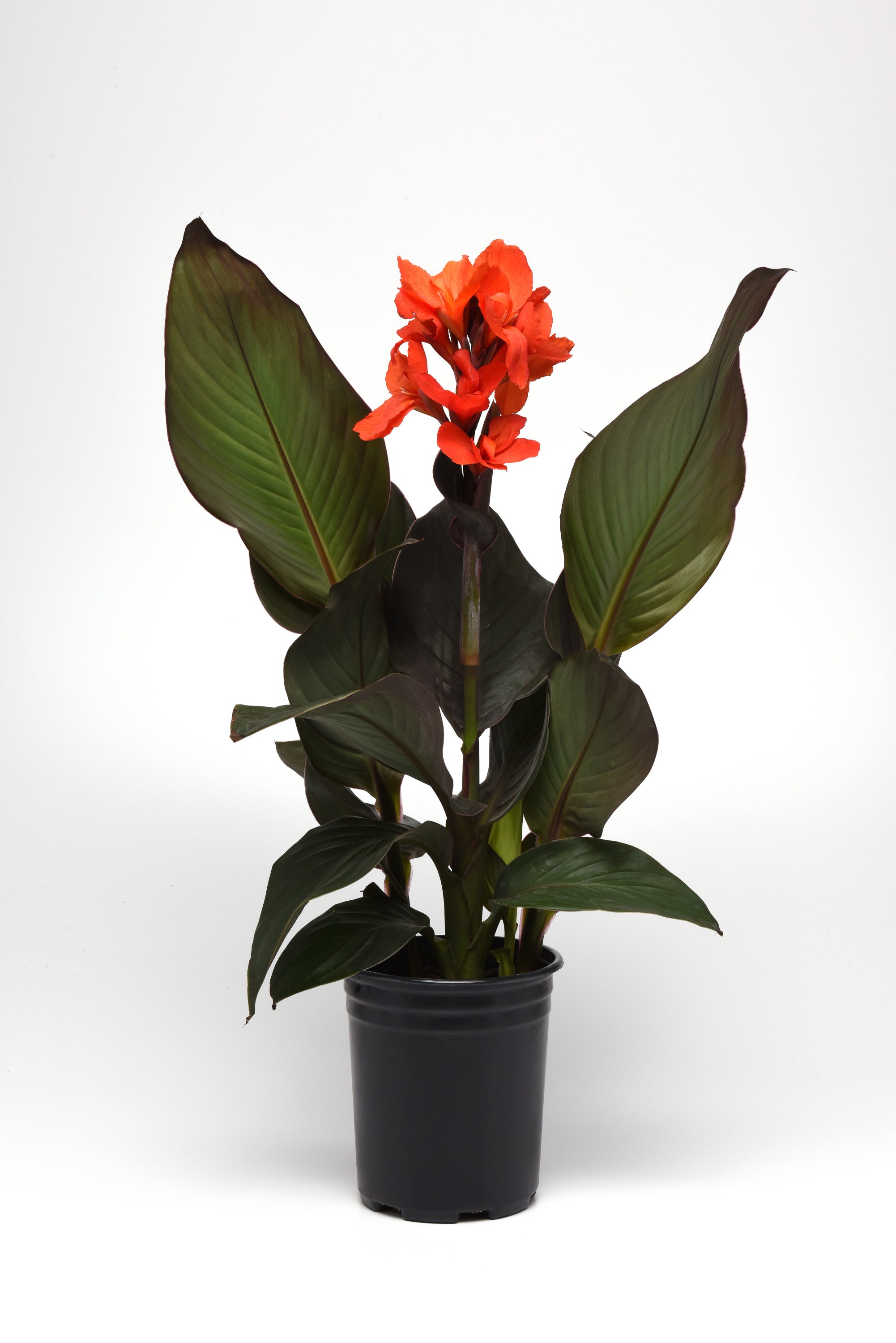 Canna Cannova Bronze Orange - 5" Premium Thriller Annual