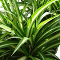 Chlorophytum com Maria - 4" Houseplants