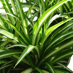Chlorophytum com Maria - 4" Houseplants