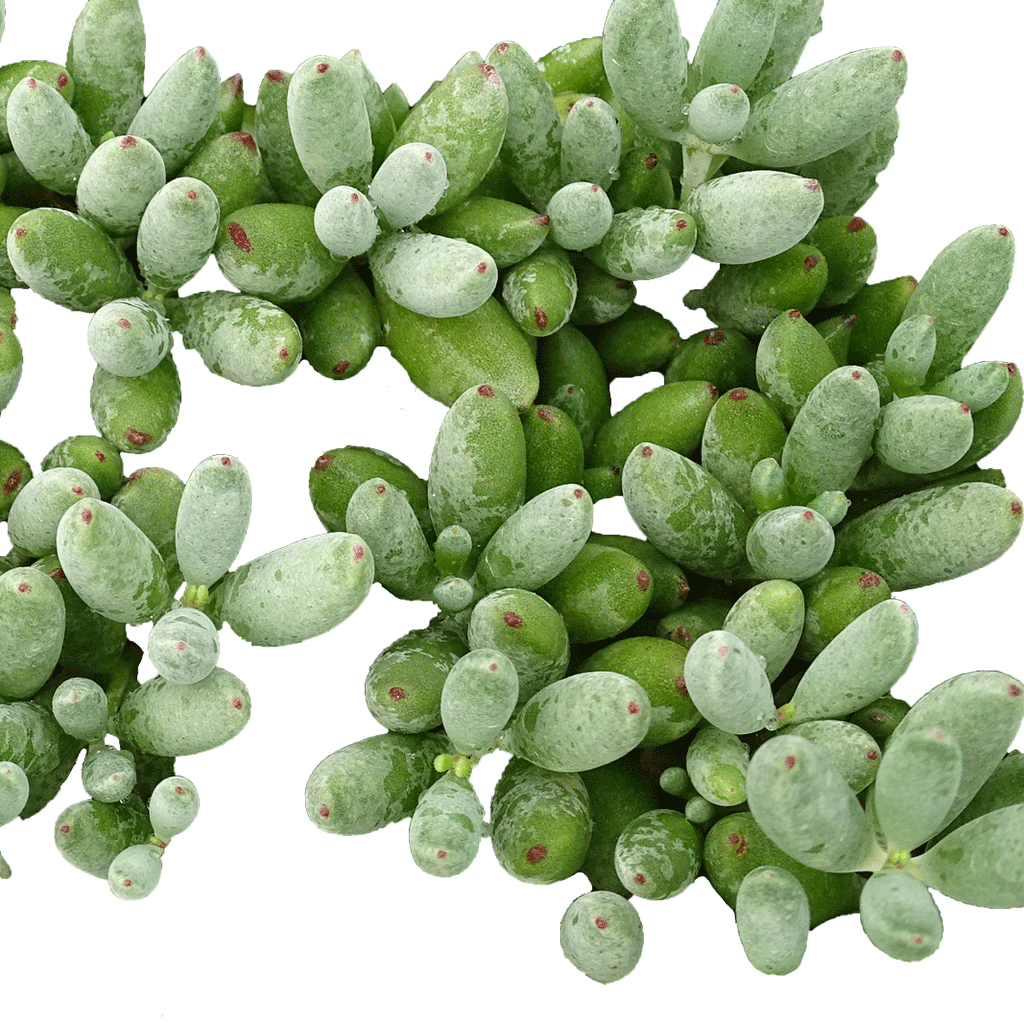 Cotyledon Happy Day - 4" Succulents
