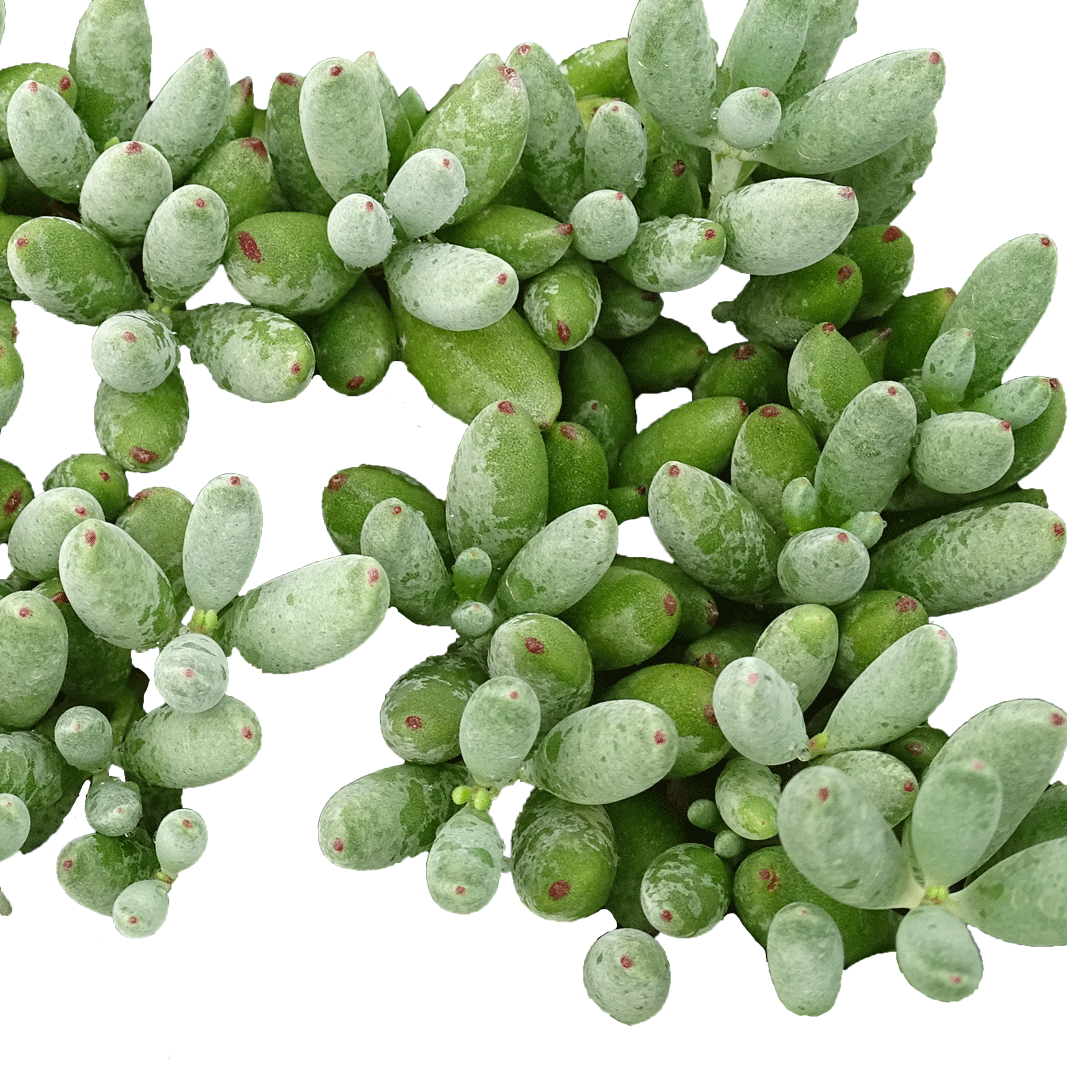 Cotyledon Happy Day - 4" Succulents