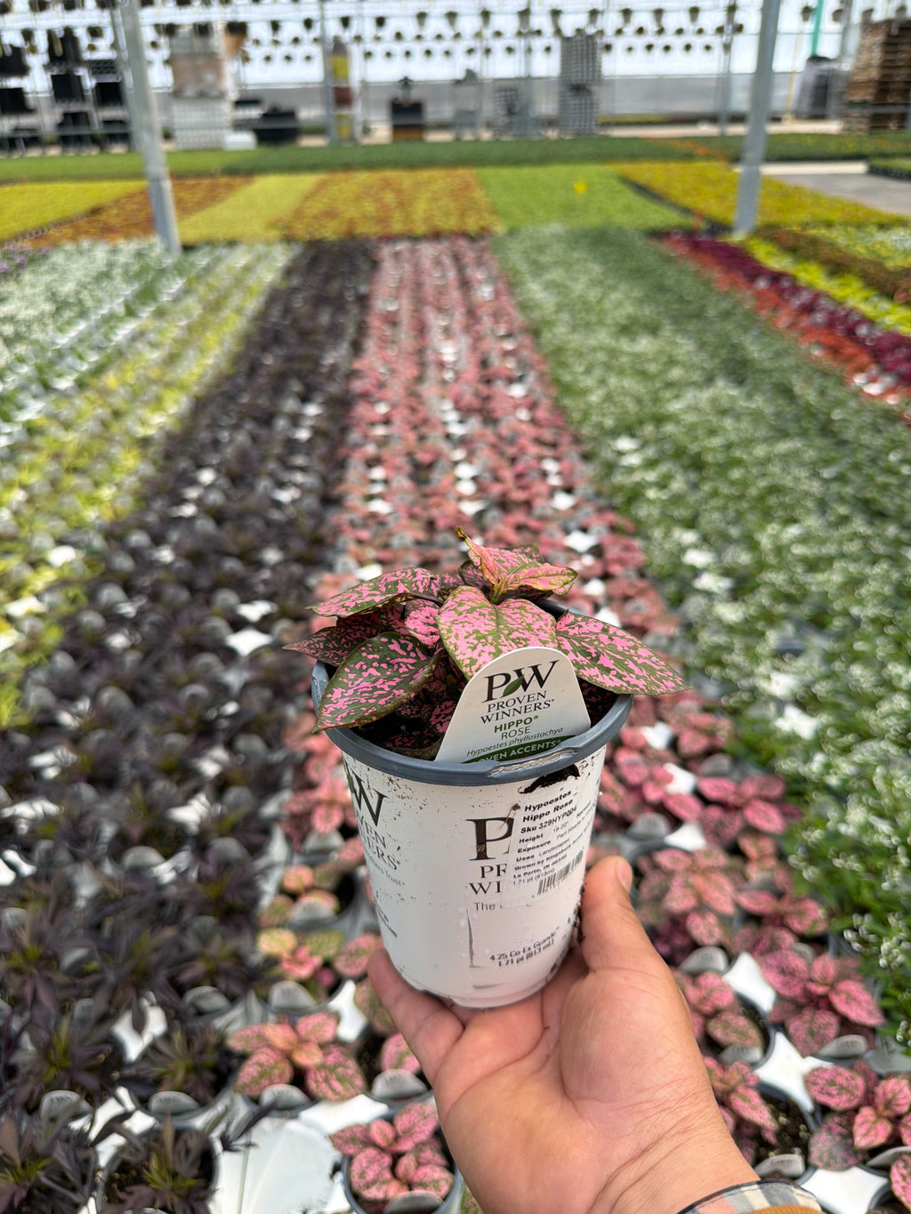 Hypoestes Hippo Rose - 4.25" Proven Winners Annual