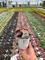 Hypoestes Hippo Rose - 4.25" Proven Winners Annual