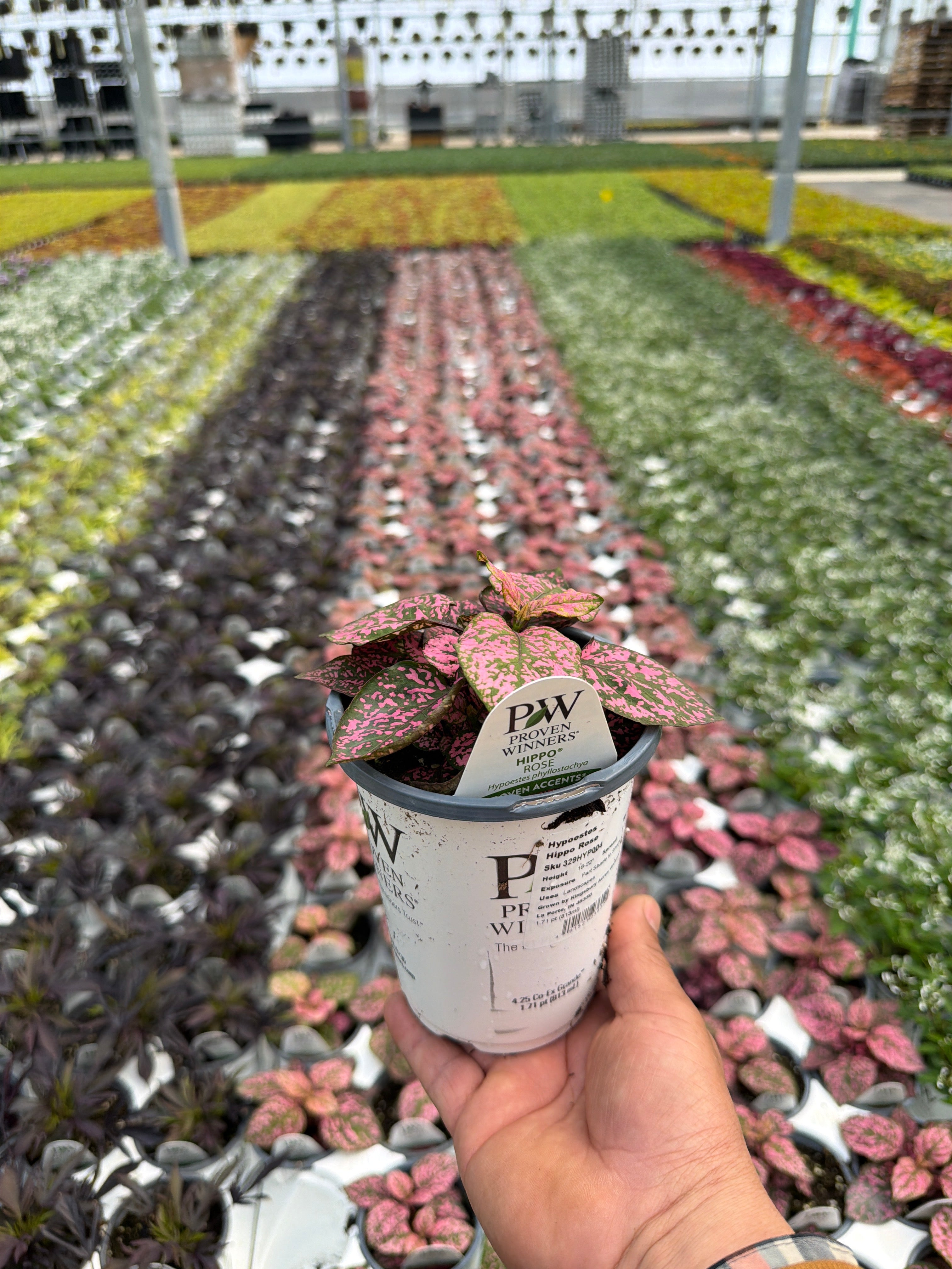 Hypoestes Hippo Rose - 4.25" Proven Winners Annual