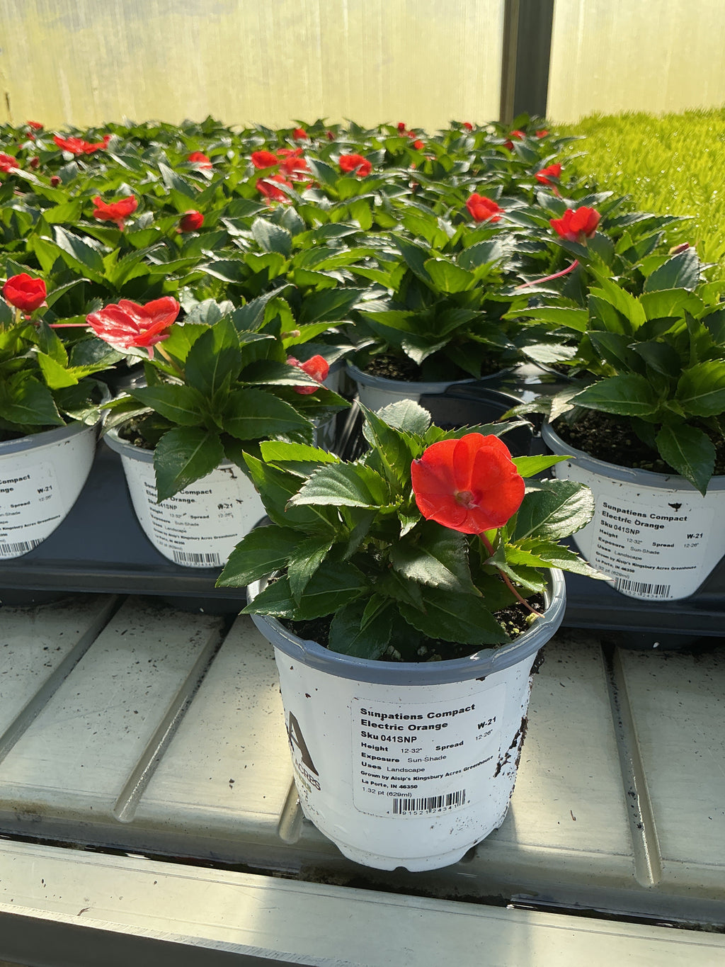 SunPatiens Electric Orange - 4.33" Premium Annual