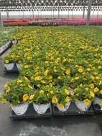 Calibrachoa Cabaret Yellow - 4.33" Premium Annual