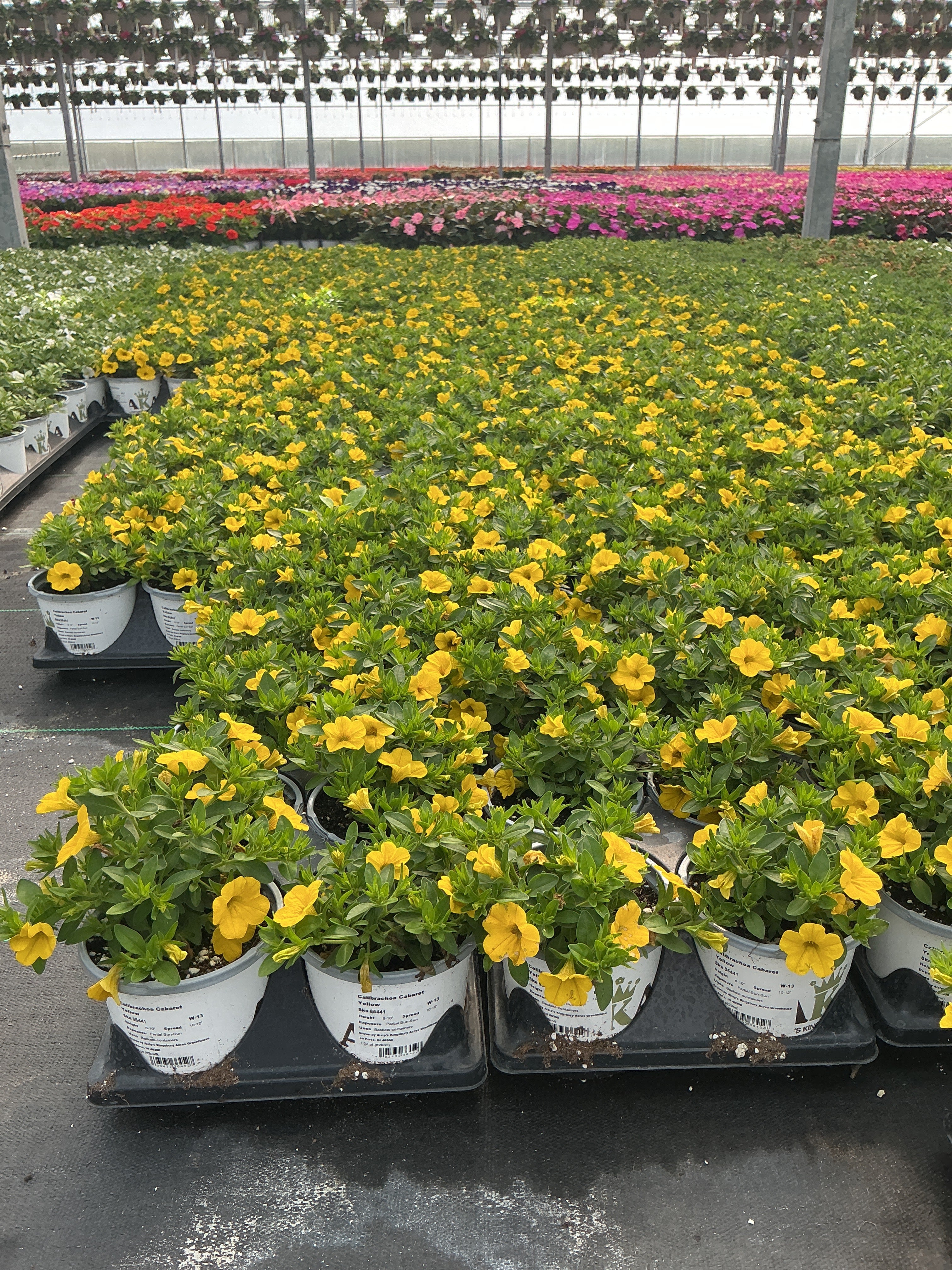 Calibrachoa Cabaret Yellow - 4.33" Premium Annual