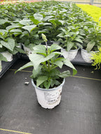 Salvia Blue Chill - 4.33" Premium Annual