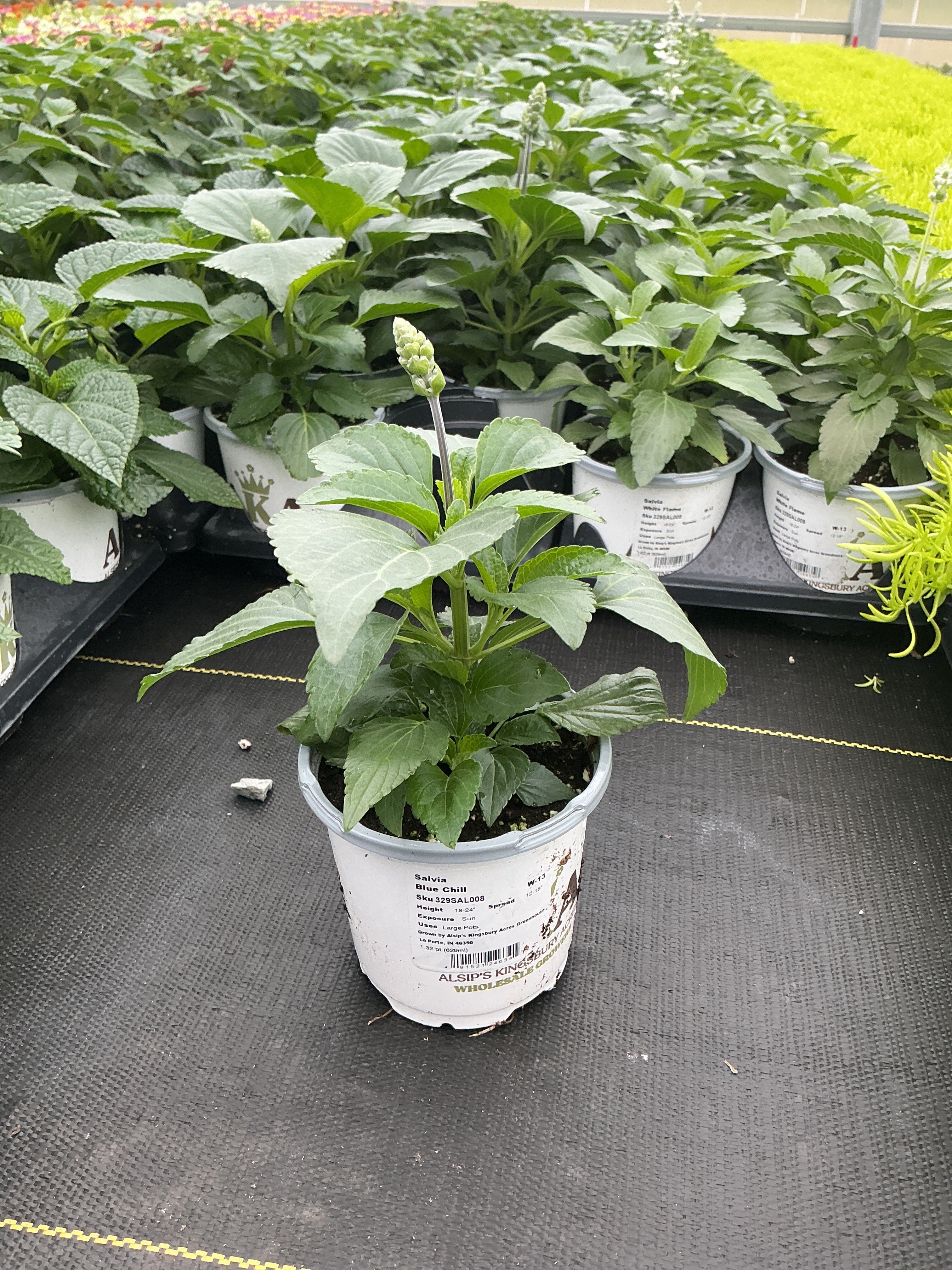 Salvia Blue Chill - 4.33" Premium Annual