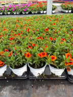 Calibrachoa Cabaret Orange Bright - 4.33" Premium Annual