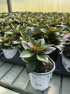 SunPatiens Blush Pink - 4.33" Premium Annual