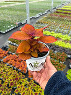 Coleus Campfire - 4.33" Premium Annual