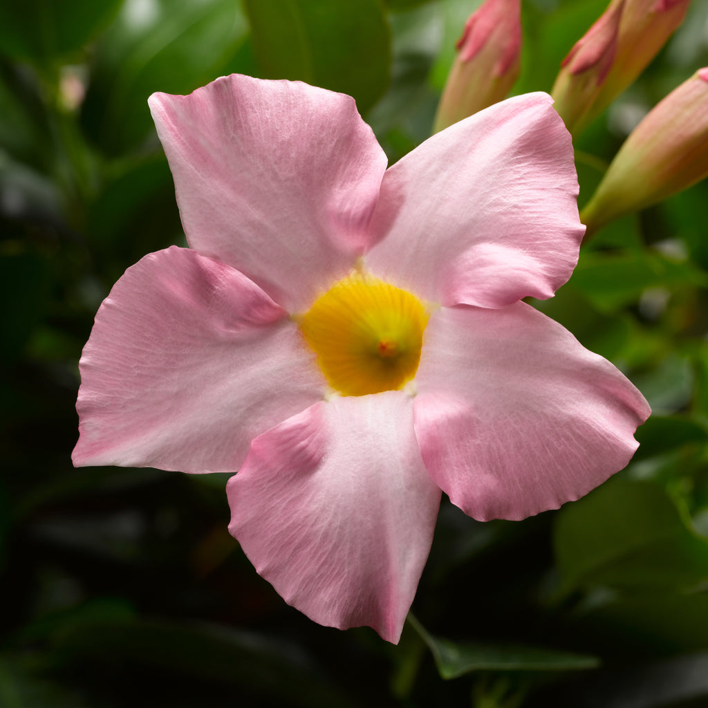 Dipladenia Madinia Pink - 5" Premium Annual