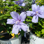 Blue Chiffon® Rose of Sharon (HIBISCUS S. BLUE CHIFFON) - 3 gallon 18"