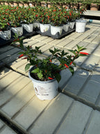 Cuphea Cherry Bells - 4.33" Premium Annual