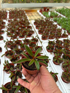 Peperomia graveolens - 2.5" Succulent