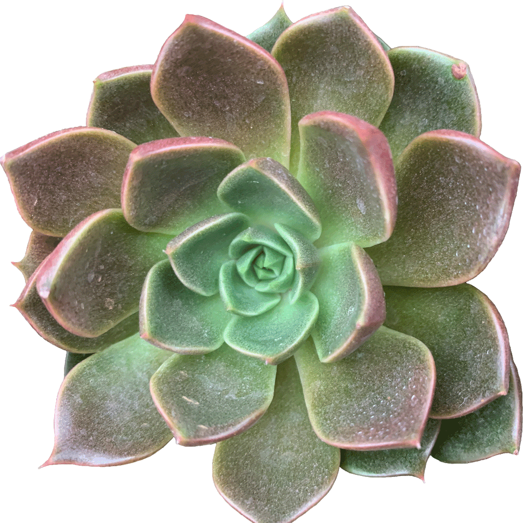 Echeveria Churro - 2.5" Succulent