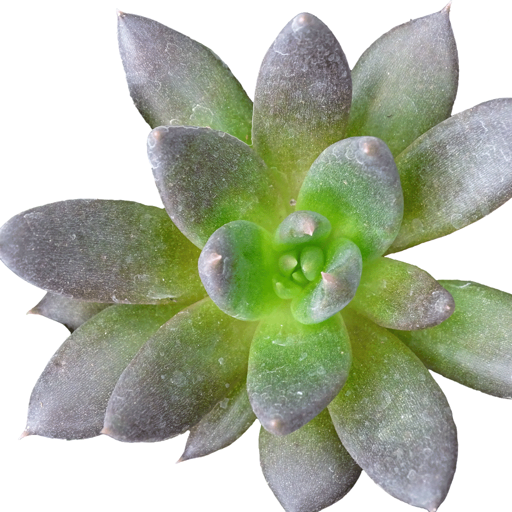 Echeveria Gothika - 2.5" Succulent