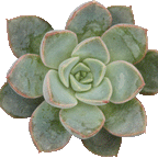 Echeveria Romance - 2.5" Succulent