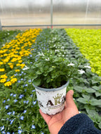Lobelia Heatopia White - 4.33" Premium Annual