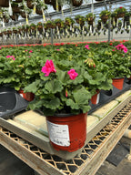 Geranium Presto Pink Eye - 4.33" Premium Annual