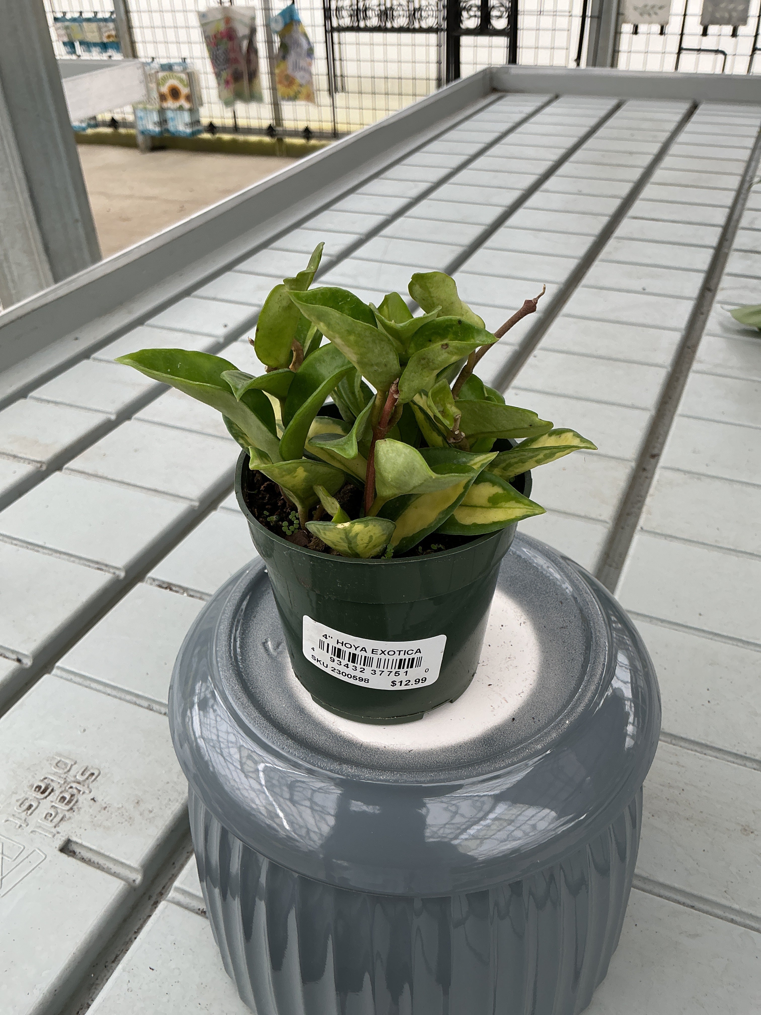 HOYA EXOTICA